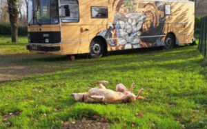 Incompétents en Vadrouille : quand le rêve de road trip vire au cauchemar – Ok2kker4kzd6lbhuh644e4y7sm